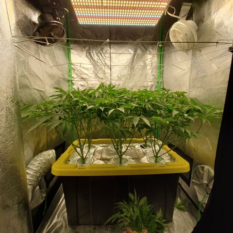 Crescendo growlog timeline photo