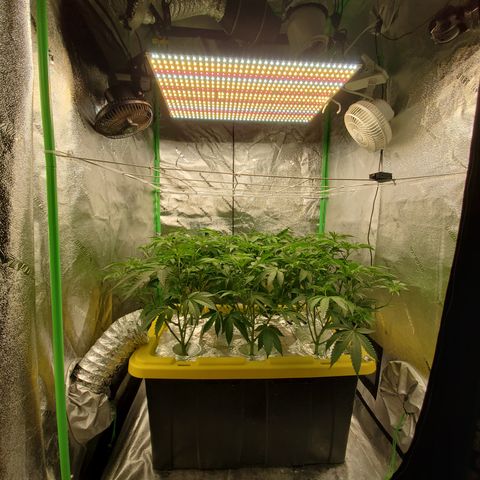 Crescendo growlog timeline photo