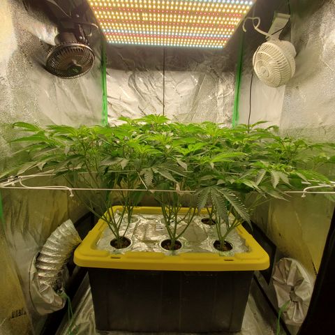 Crescendo growlog timeline photo