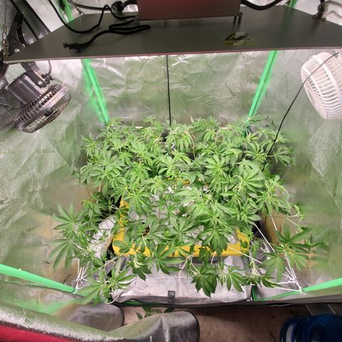 Crescendo growlog timeline photo