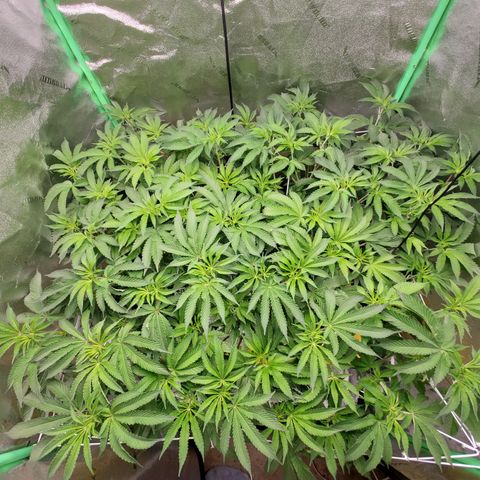 Crescendo growlog timeline photo
