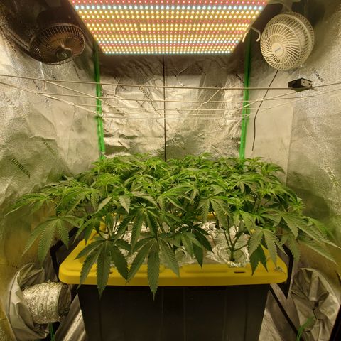 Crescendo growlog timeline photo