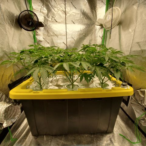 Crescendo growlog timeline photo