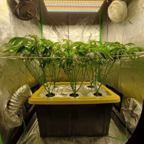 Crescendo growlog timeline photo