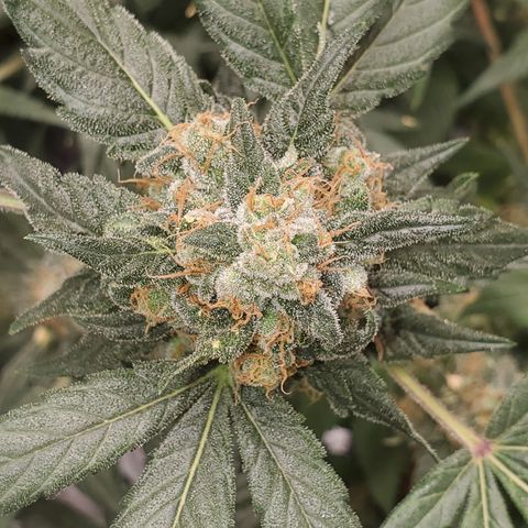 Blueberry Headband 3 growlog timeline photo