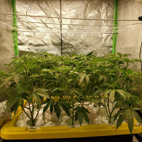 Crescendo growlog timeline photo