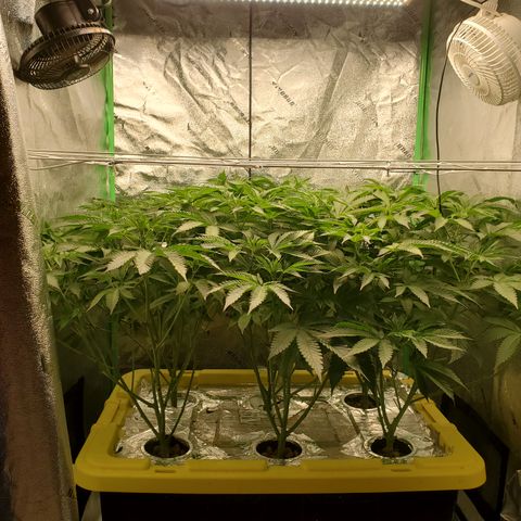 Crescendo growlog timeline photo