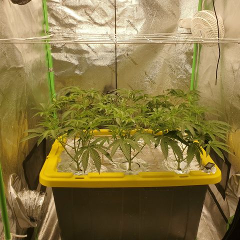 Crescendo growlog timeline photo