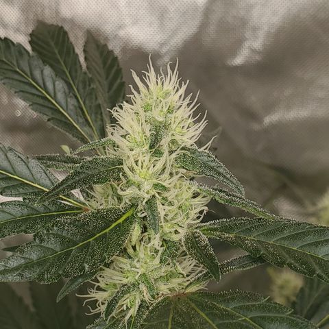 Lucky Charms growlog timeline photo