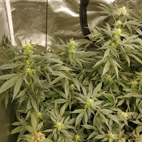 HeadbanD Cookies growlog timeline photo