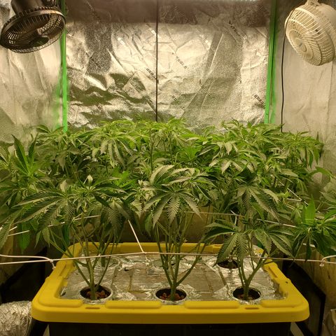 Crescendo growlog timeline photo