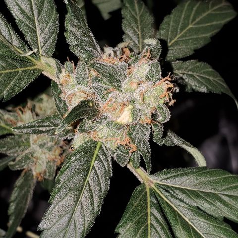 Blueberry Headband 3 growlog timeline photo