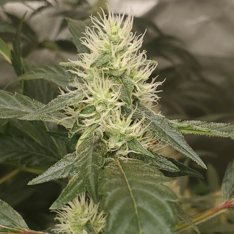 Lucky Charms growlog timeline photo