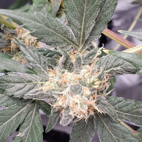 Blueberry Headband 3 growlog timeline photo