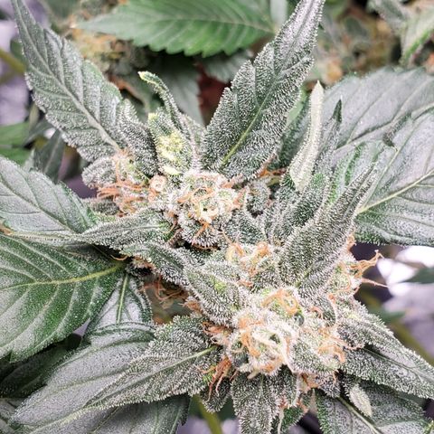 Blueberry Headband 3 growlog timeline photo
