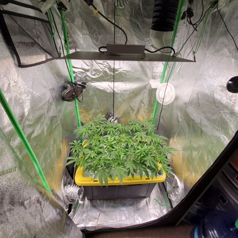 Crescendo growlog timeline photo
