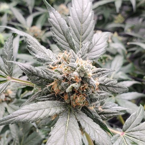 Blueberry Headband 3 growlog timeline photo