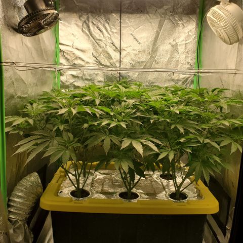 Crescendo growlog timeline photo