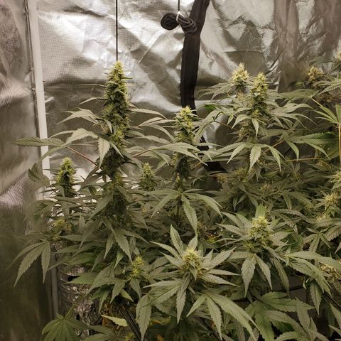 HeadbanD Cookies growlog timeline photo