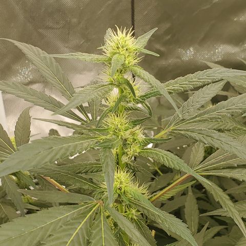 HeadbanD Cookies growlog timeline photo