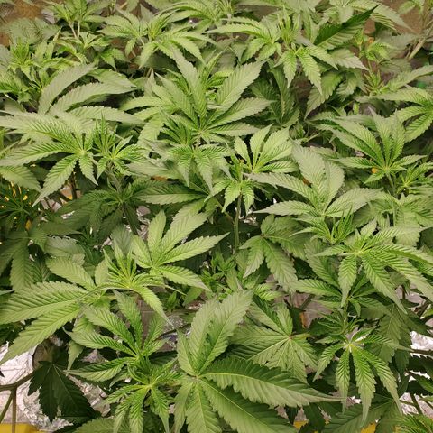 Crescendo growlog timeline photo