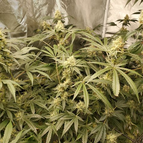 Lucky Charms growlog timeline photo
