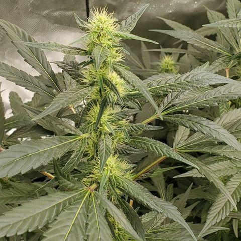 HeadbanD Cookies growlog timeline photo