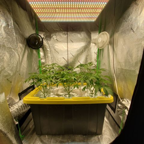 Crescendo growlog timeline photo