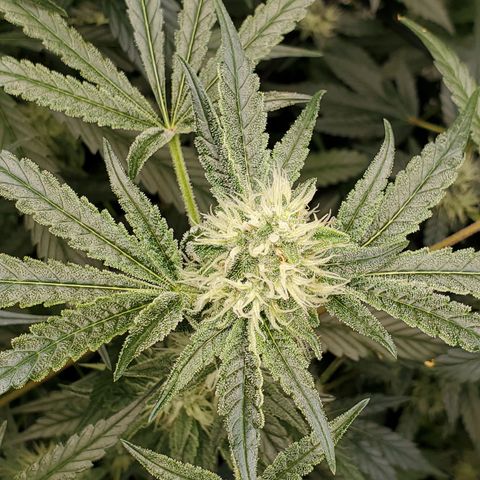 Lucky Charms growlog timeline photo