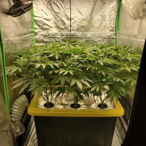 Crescendo growlog timeline photo