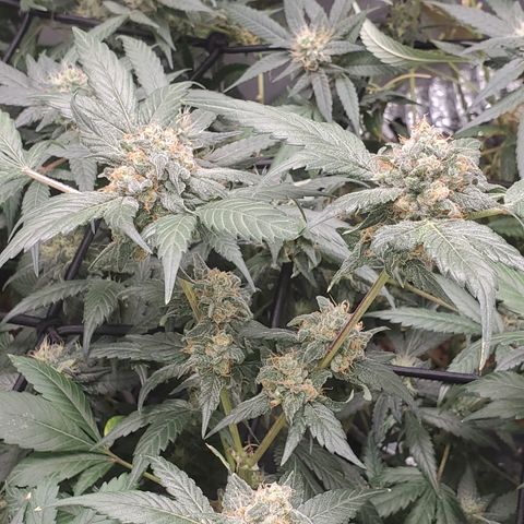 Blueberry Headband 3 growlog timeline photo