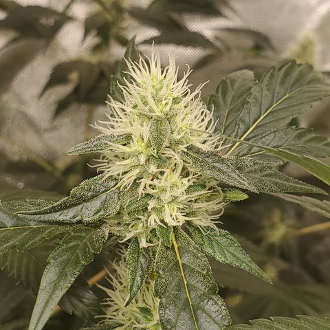 Lucky Charms growlog timeline photo