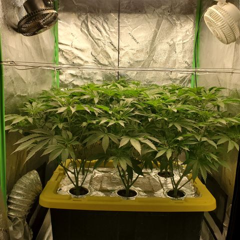 Crescendo growlog timeline photo