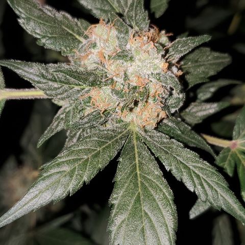 Blueberry Headband 3 growlog timeline photo