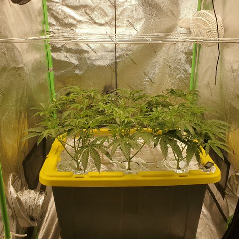 Crescendo growlog timeline photo