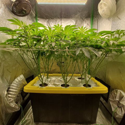 Crescendo growlog timeline photo