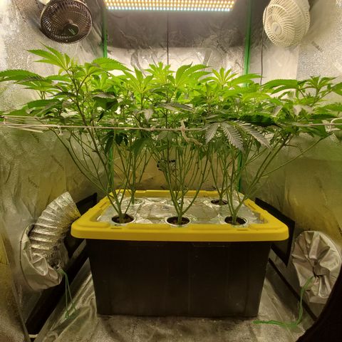 Crescendo growlog timeline photo