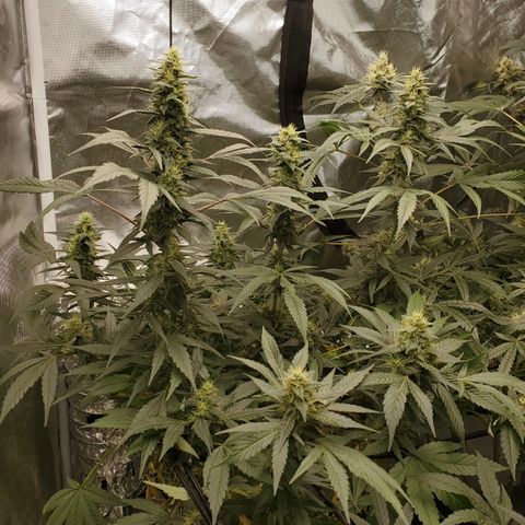 HeadbanD Cookies growlog timeline photo