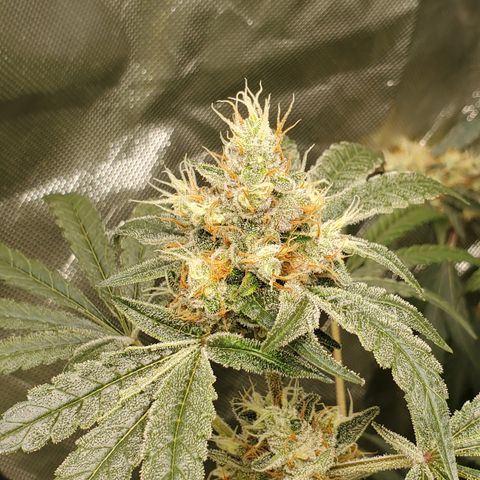 Lucky Charms growlog timeline photo