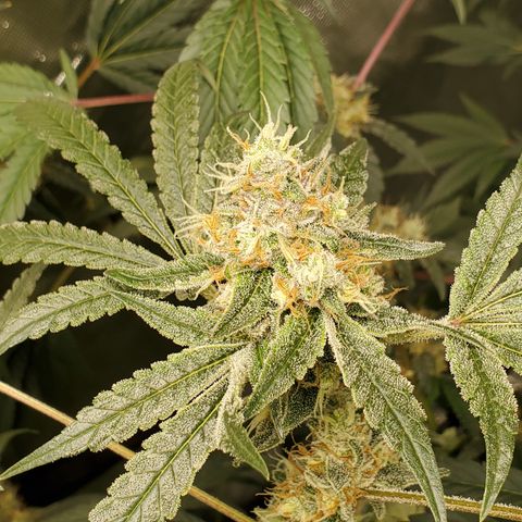 Lucky Charms growlog timeline photo