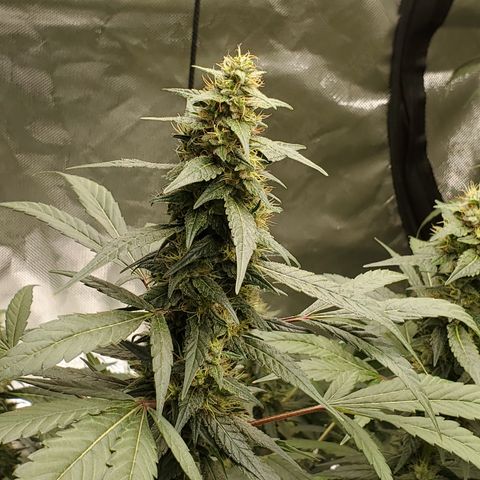 HeadbanD Cookies growlog timeline photo
