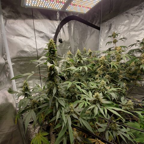 HeadbanD Cookies growlog timeline photo