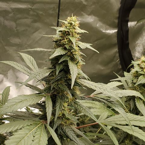 HeadbanD Cookies growlog timeline photo