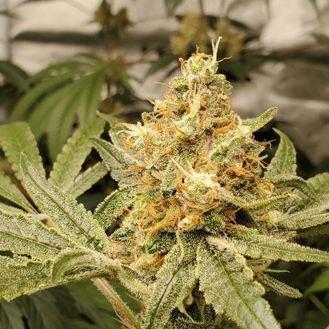 Lucky Charms growlog timeline photo