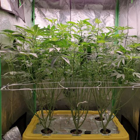 Crescendo growlog timeline photo