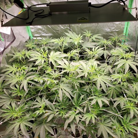 Crescendo growlog timeline photo