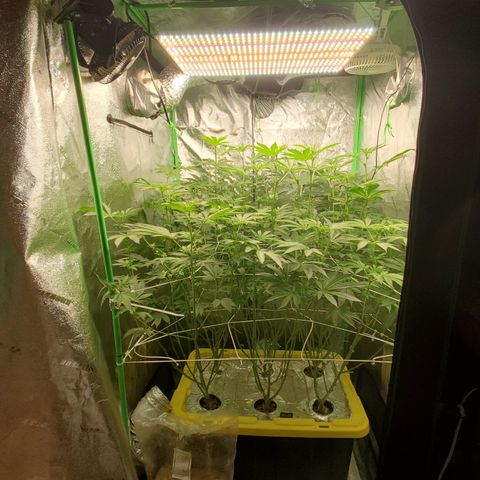 Crescendo growlog timeline photo