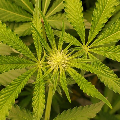 Crescendo growlog timeline photo
