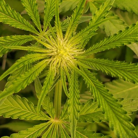 Crescendo growlog timeline photo