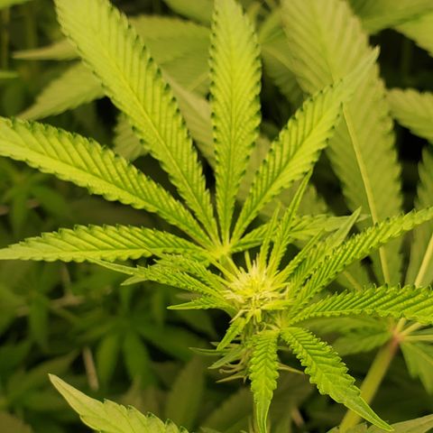 Crescendo growlog timeline photo